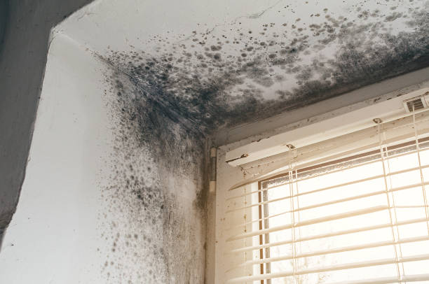Affordable Black Mold Remediation solutions in Bridgewater, NJ