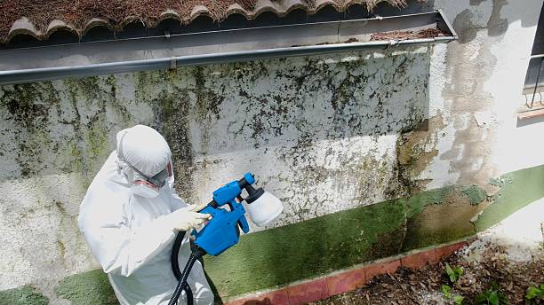 Top rated local Black Mold Remediation specialists in Bridgewater, NJ